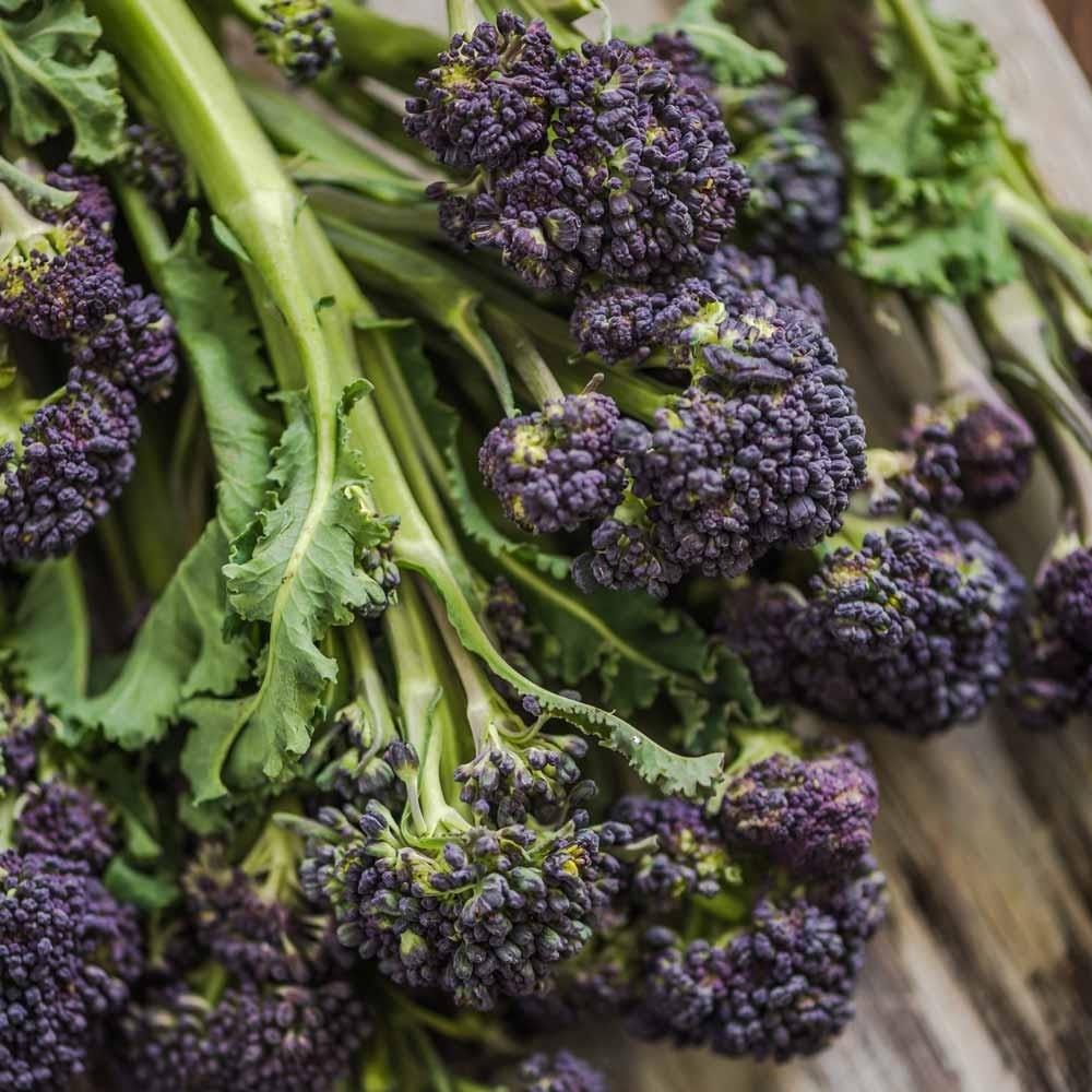 Purple Sprouting Broccoli X12