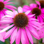 Echinacea 'Purpurea Primadonna Deep Rose' X6