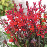 Lobelia x Speciosa 'Fan Scarlet' X5
