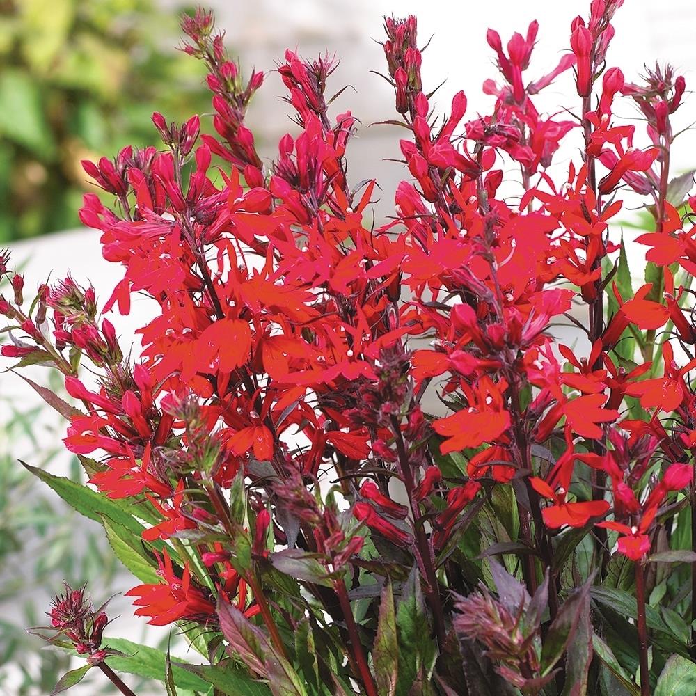 Lobelia x Speciosa 'Fan Scarlet' X5