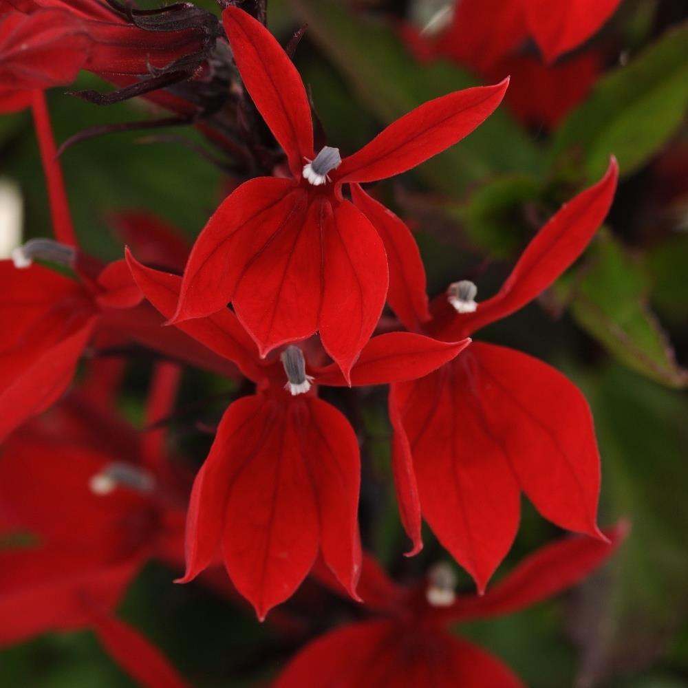 Lobelia x Speciosa 'Fan Scarlet' X5