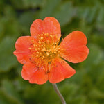 Geum coccineum 'Borisii Koi' X6
