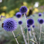 Echinops Ritro Blue Globe X6