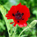 Papaver orientale 'Beauty of Livermere' X6