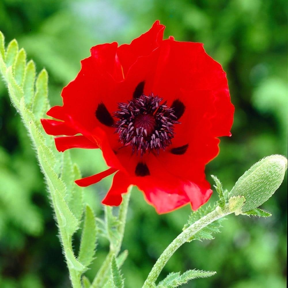 Papaver orientale 'Beauty of Livermere' X6