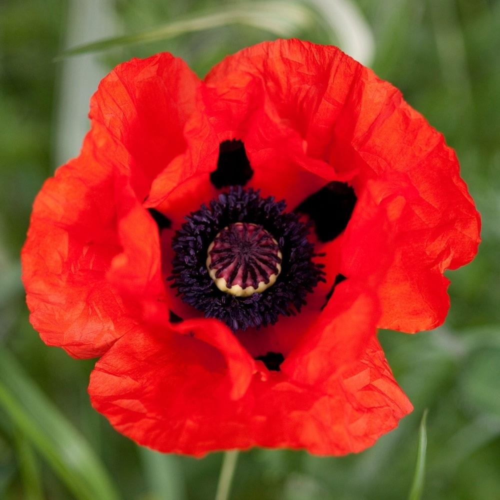Papaver orientale 'Beauty of Livermere' X6