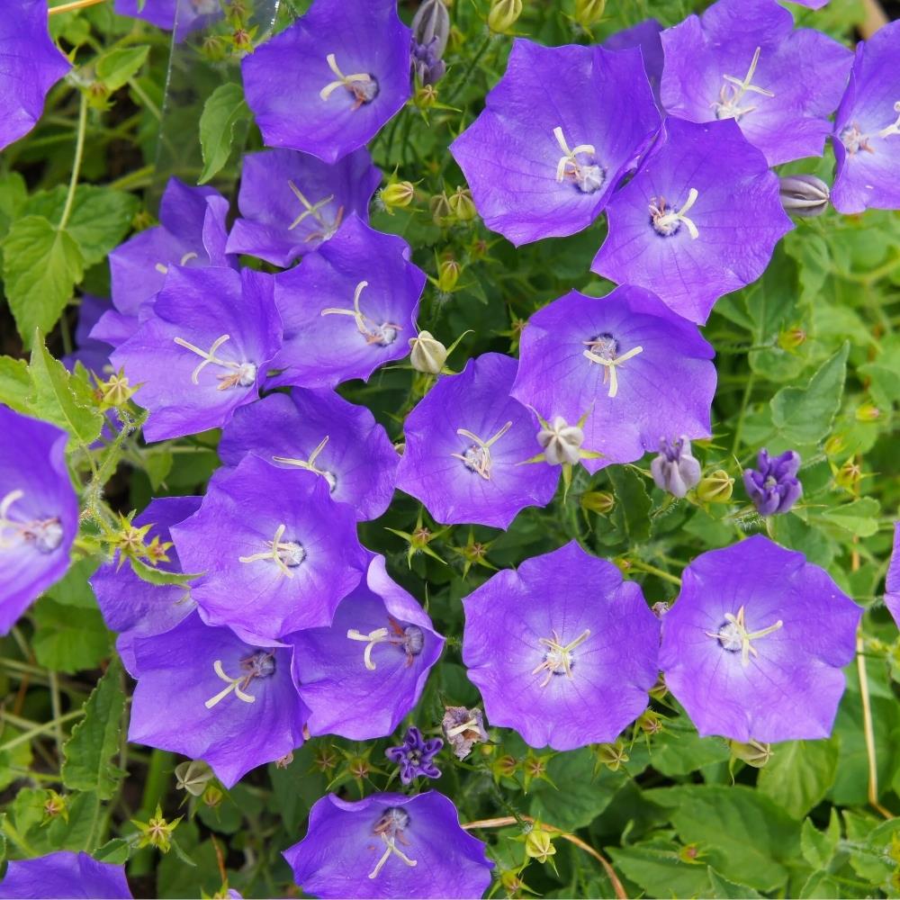 Campanula carpatica 'Clips Blue' X5