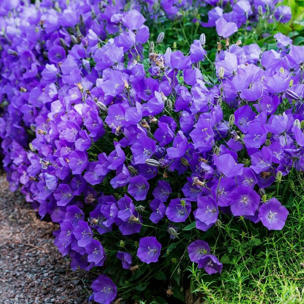 Campanula carpatica 'Clips Blue' X5