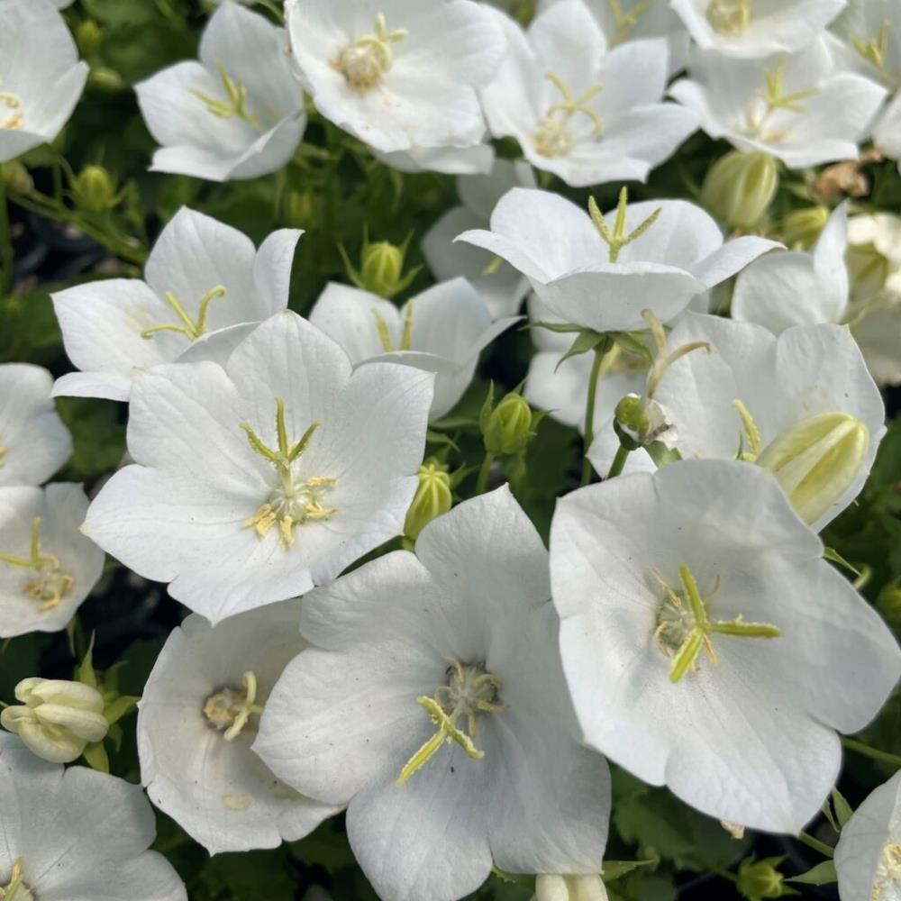 Campanula carpatica 'Clips white' X5