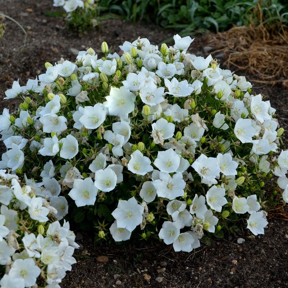 Campanula carpatica 'Clips white' X5