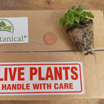 Campanula carpatica 'Clips white' X5