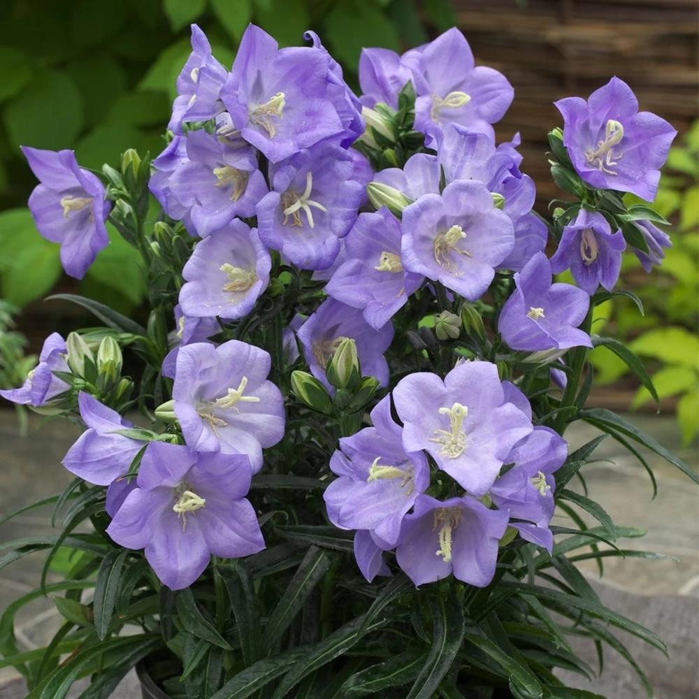 Campanula Fairy Bellflower Blue X6