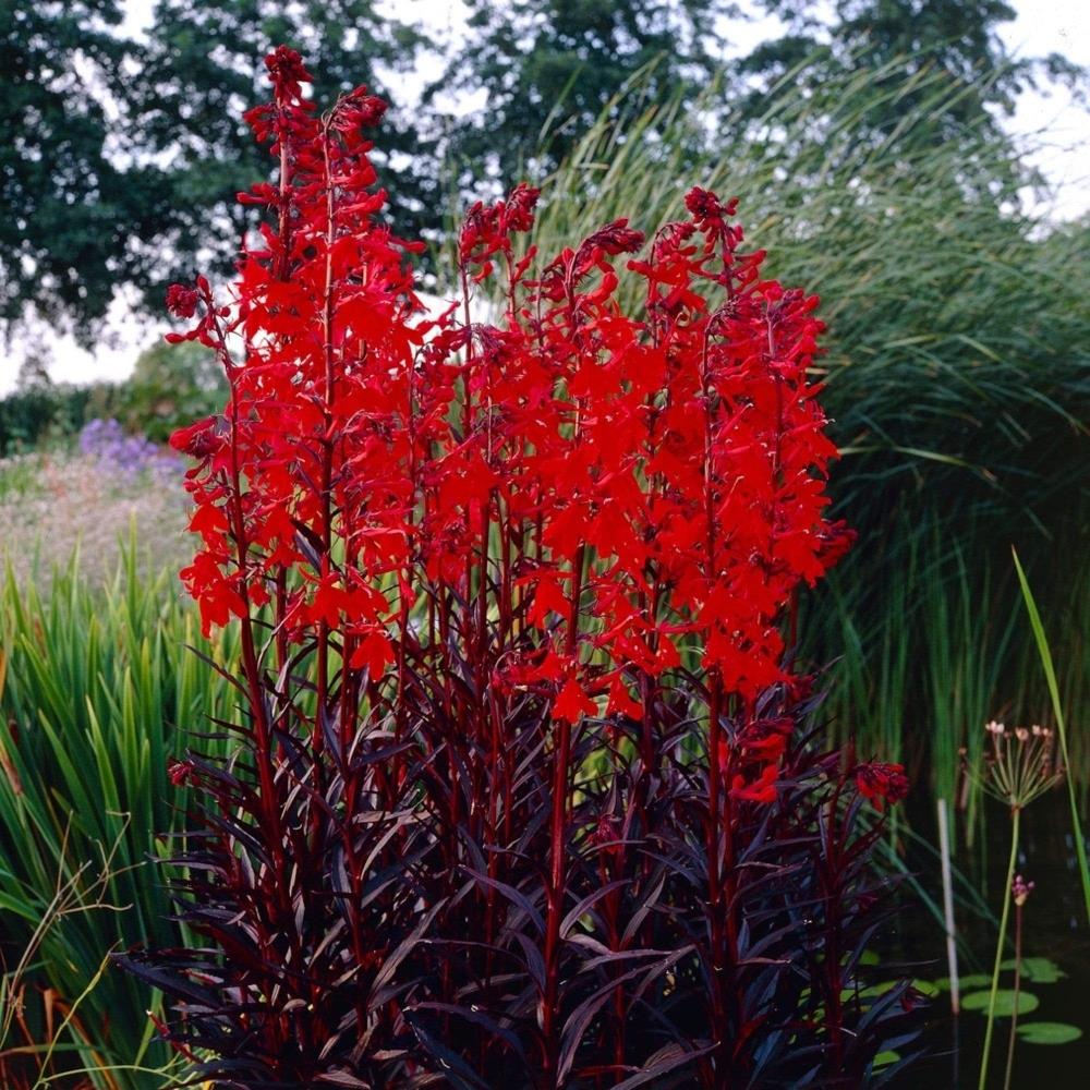 Lobelia Cardinal Flower 'Queen Victoria' X5