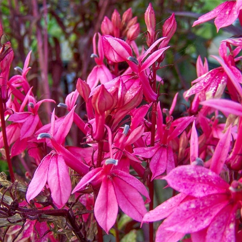 Lobelia x speciosa 'Fan Burgundy' X5