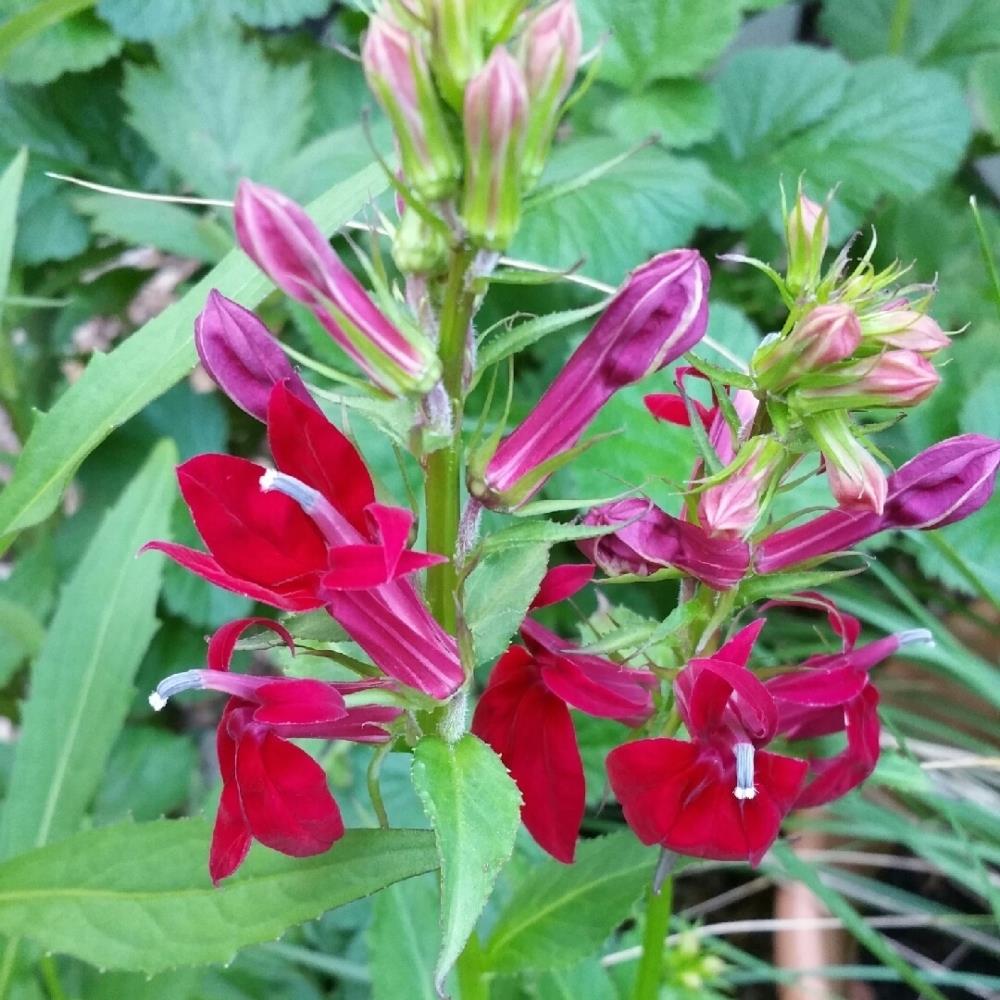 Lobelia x speciosa 'Fan Burgundy' X5