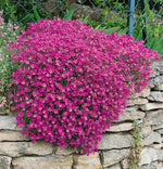 Aubretia 'Katie Red' X6