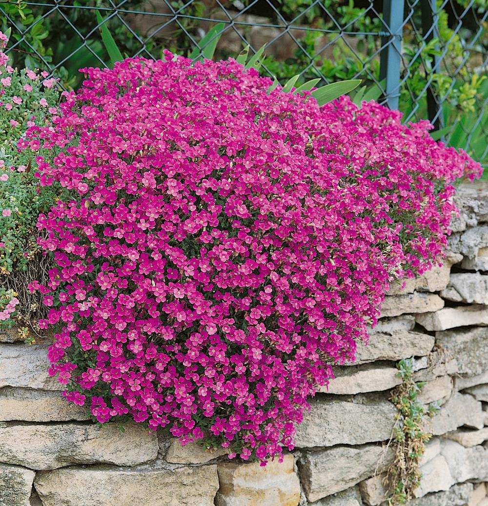 Aubretia 'Katie Red' X6