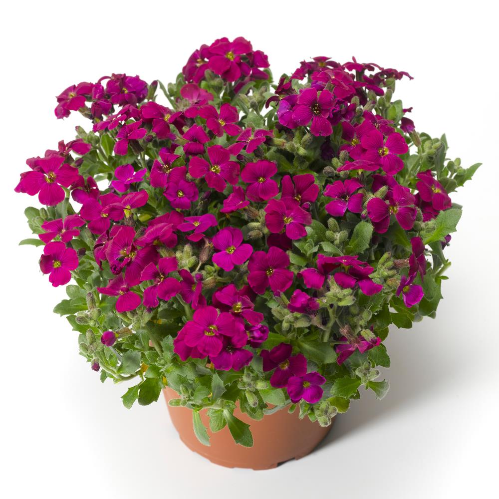 Aubretia 'Katie Red' X6