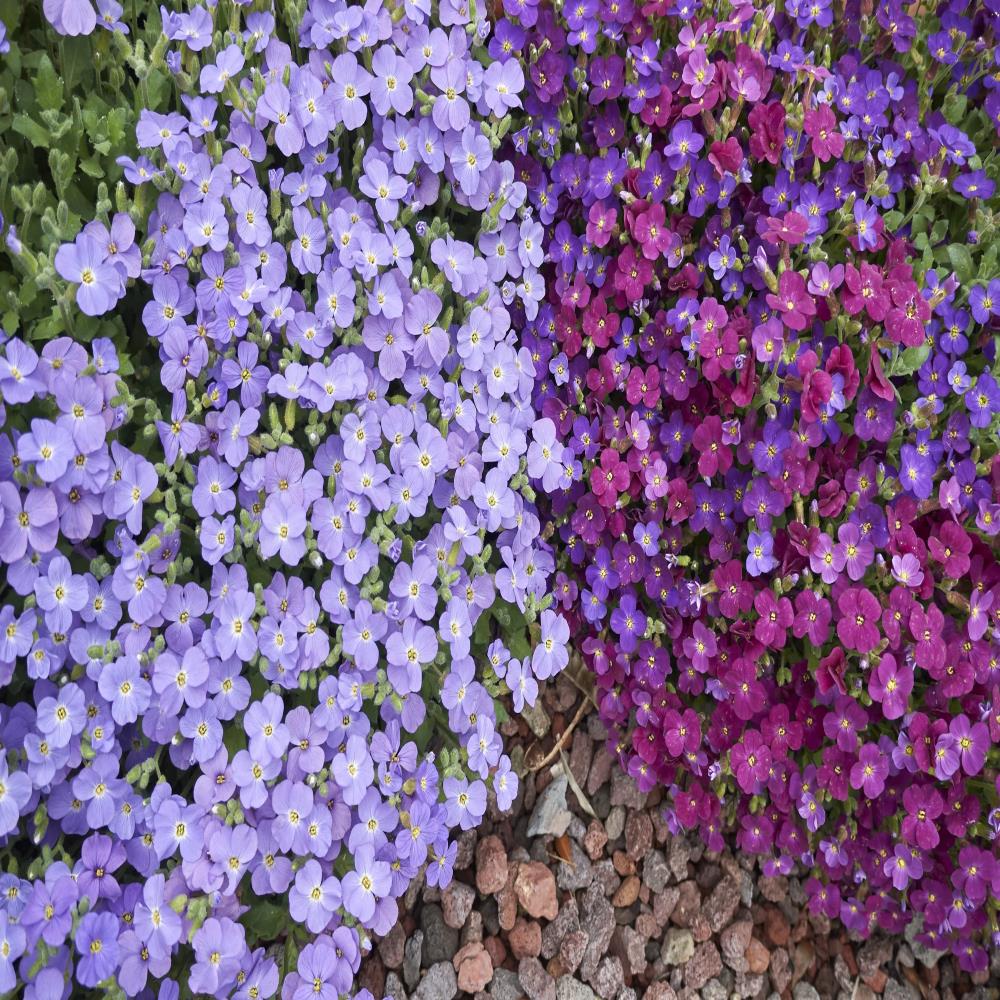 Aubretia Katie Mixed X6