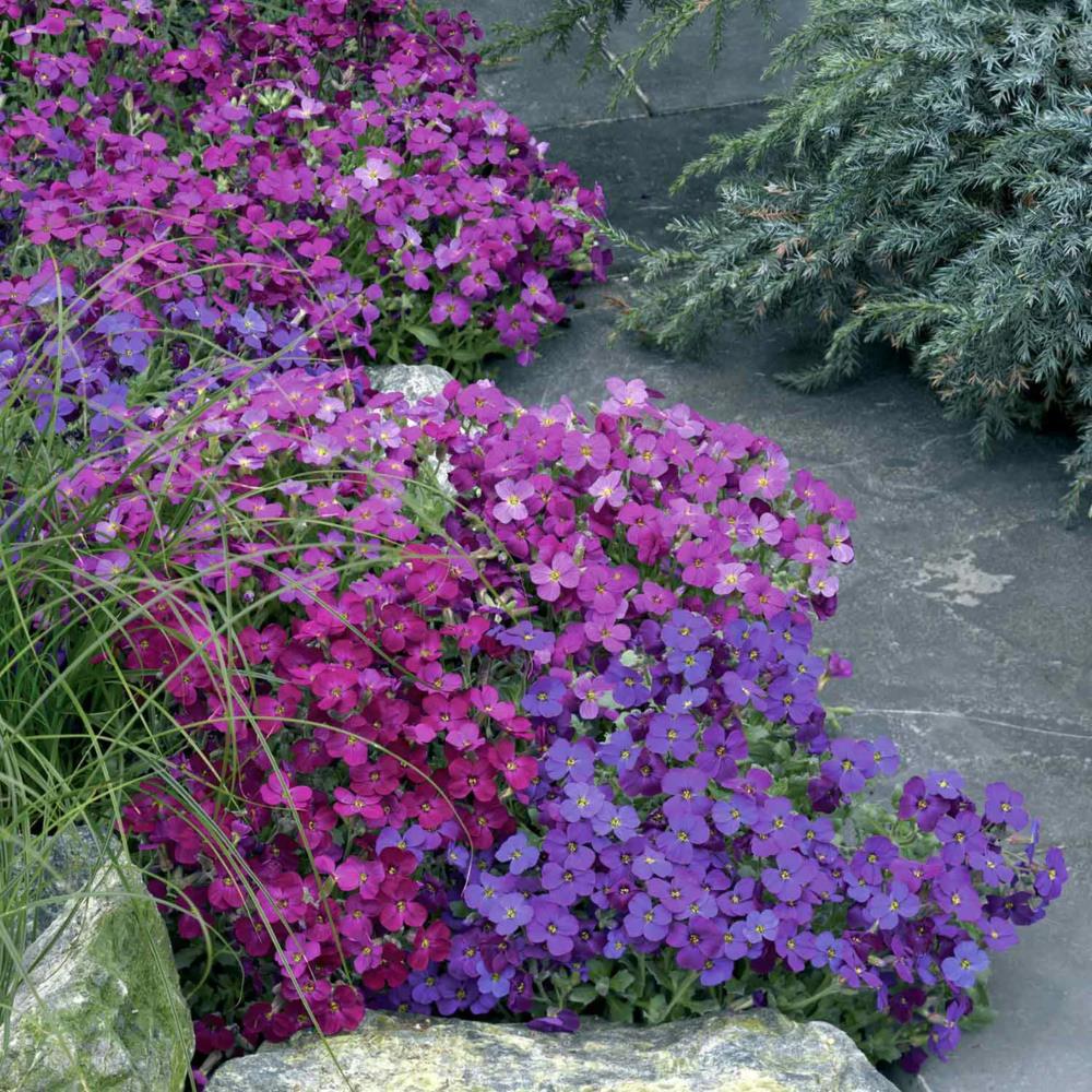 Aubretia Katie Mixed X6