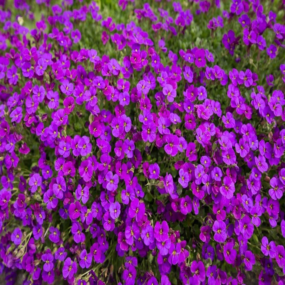 Aubretia 'Katie Purple Shades' X6