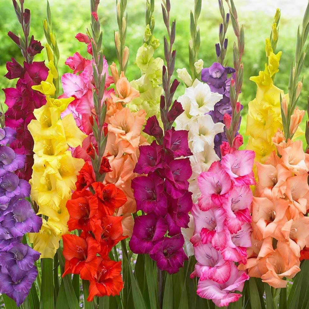Gladioli Large Flowering Mix
