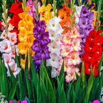 Gladioli Large Flowering Mix
