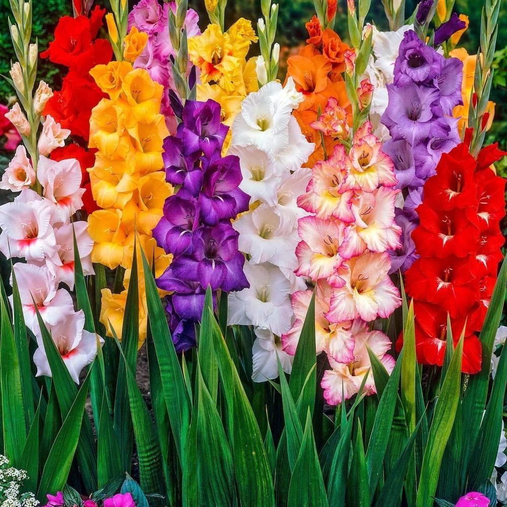 Gladioli Large Flowering Mix