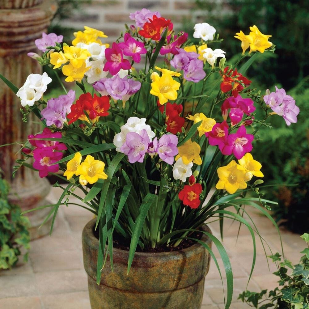 Freesia Double Mixed