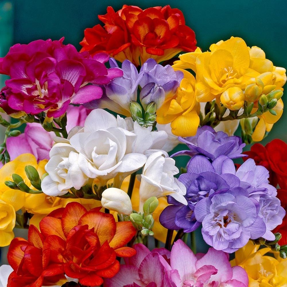 Freesia Double Mixed