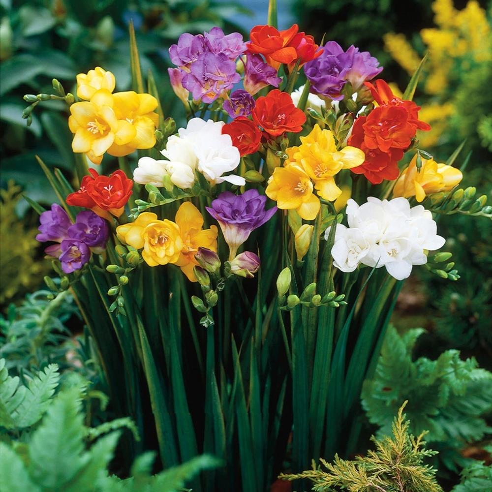 Freesia Single Mixed