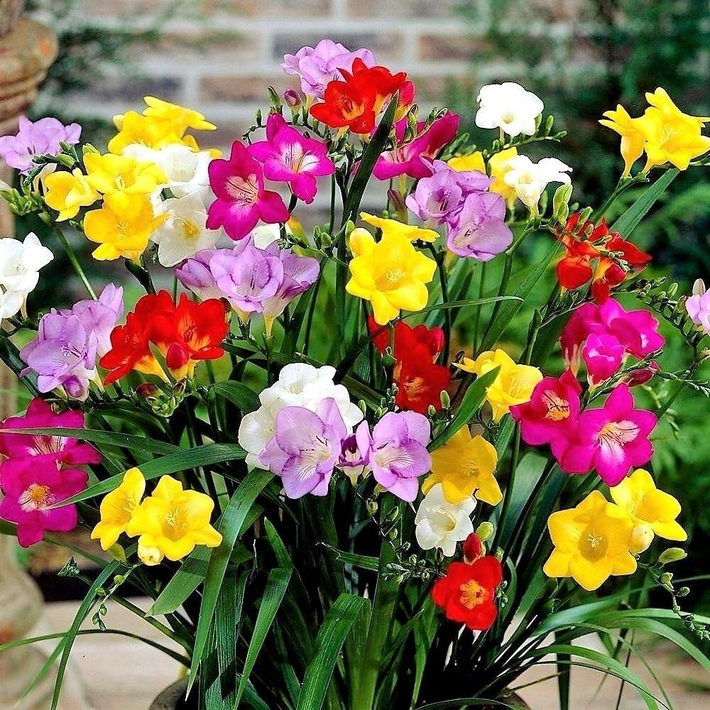 Freesia Single Mixed