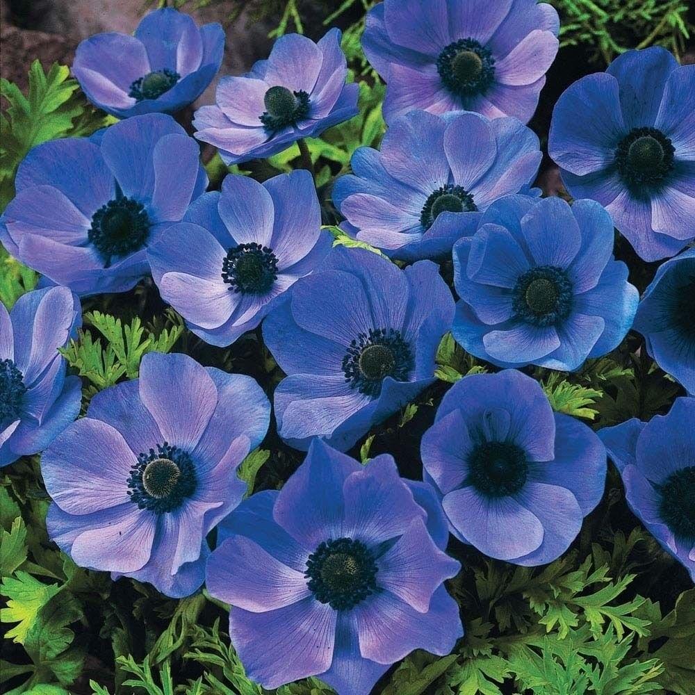 Anemone 'Mr Fokker' X50