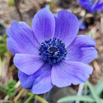 Anemone 'Mr Fokker' X50