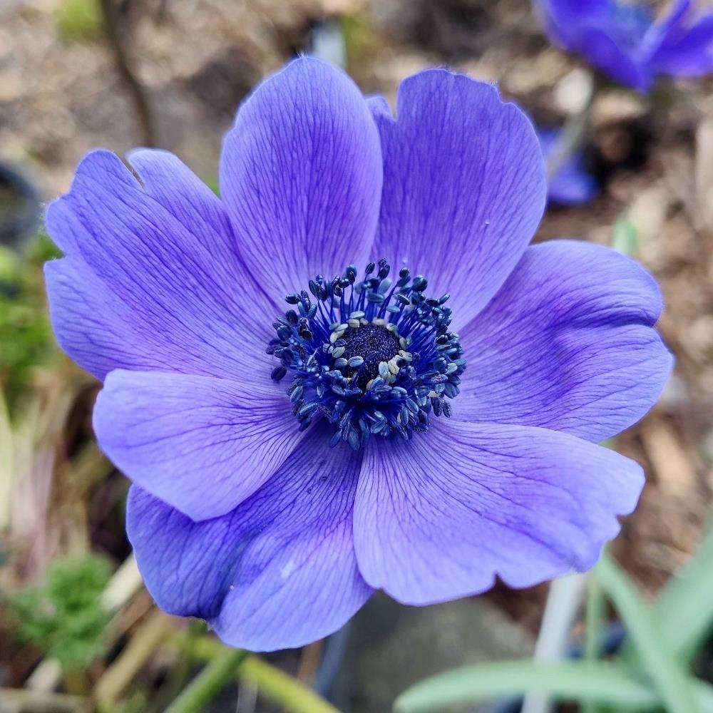 Anemone 'Mr Fokker' X50