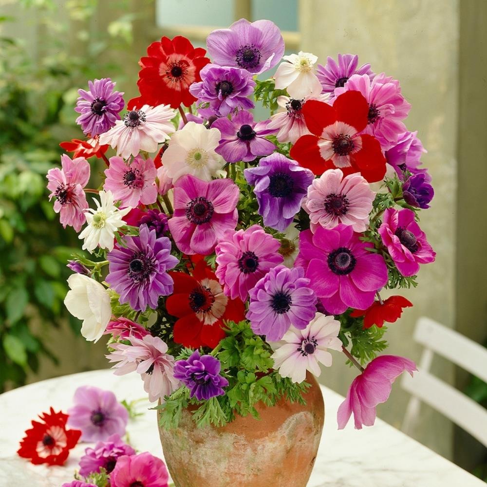 Anemone 'De Caen Mix'