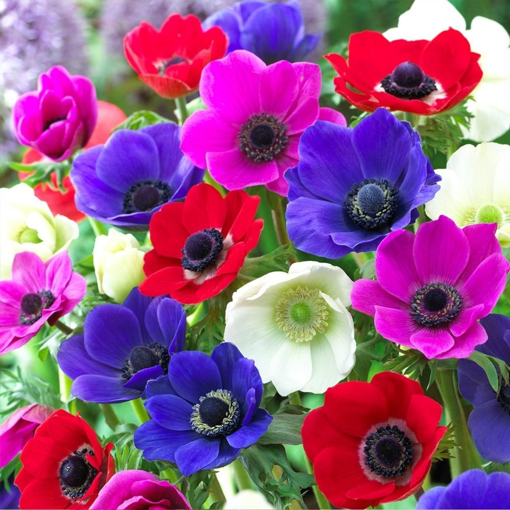 Anemone 'De Caen Mix'
