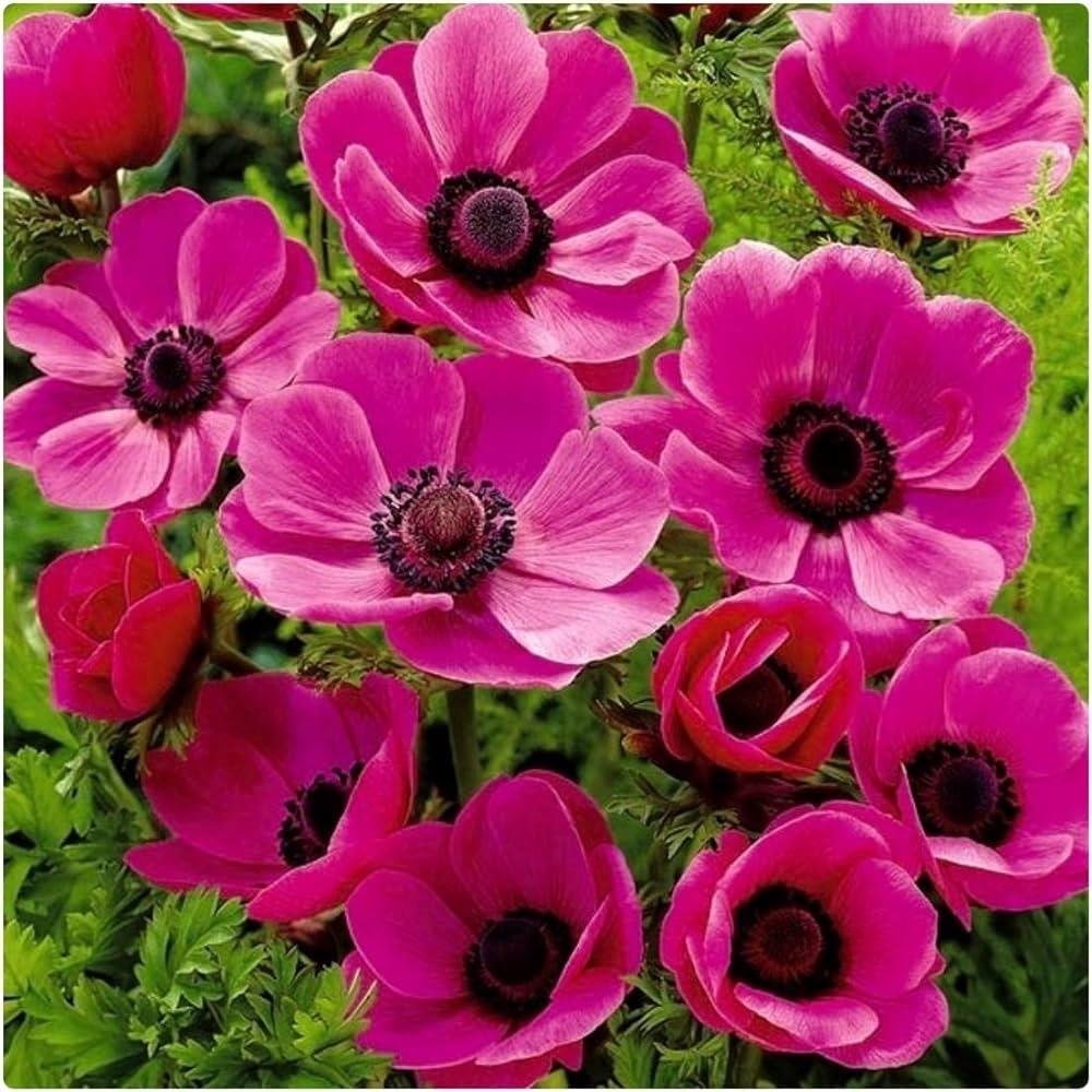 Anemone Pink 'Sylphide' X50