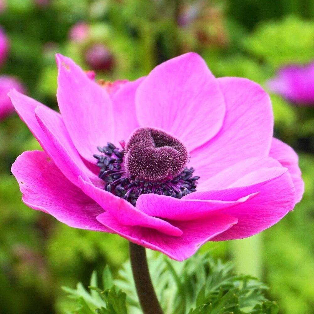 Anemone Pink 'Sylphide' X50