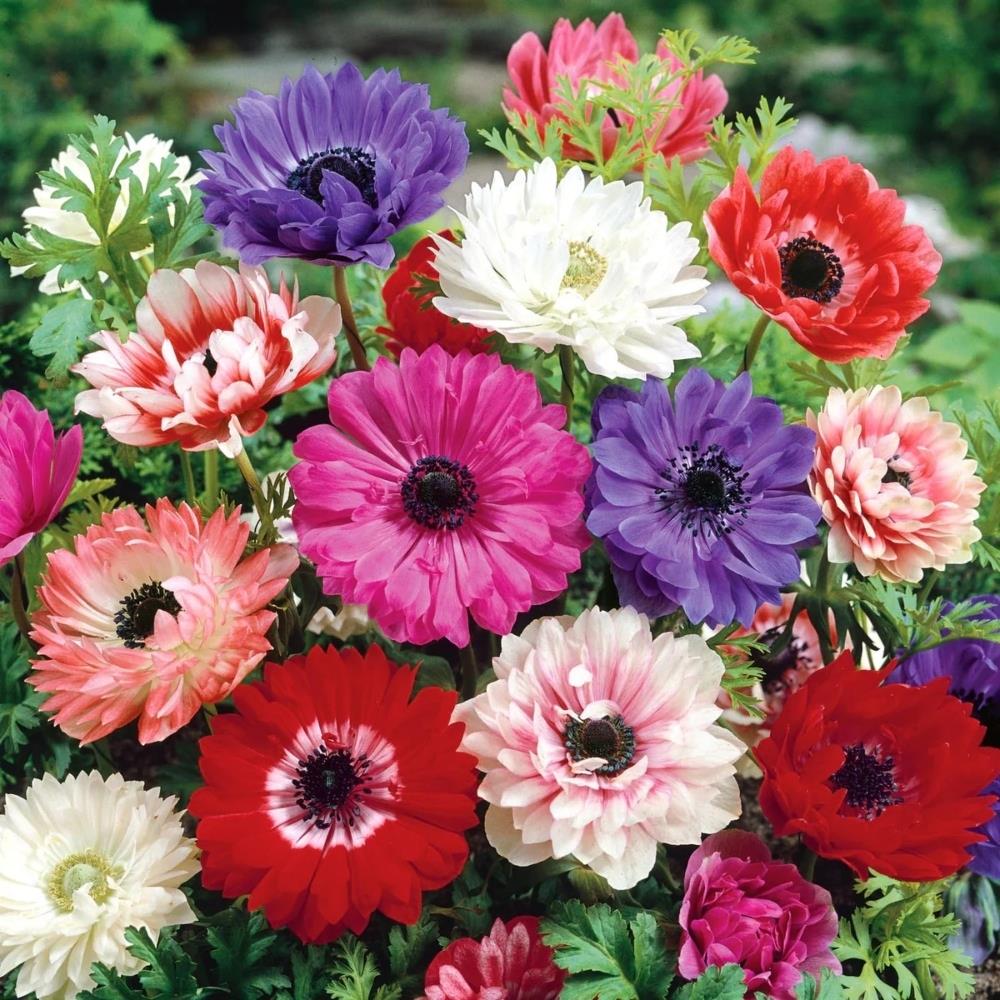 Anemone 'St Brigid Mix'