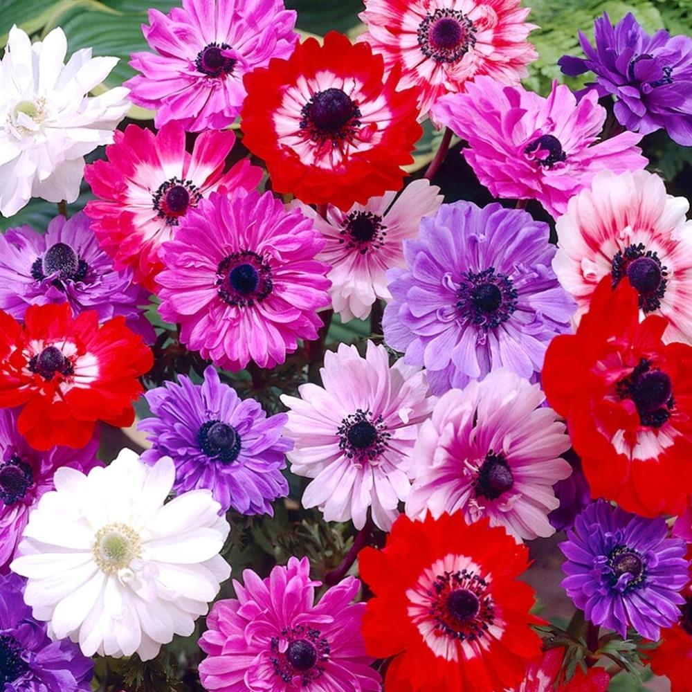 Anemone 'St Brigid Mix'