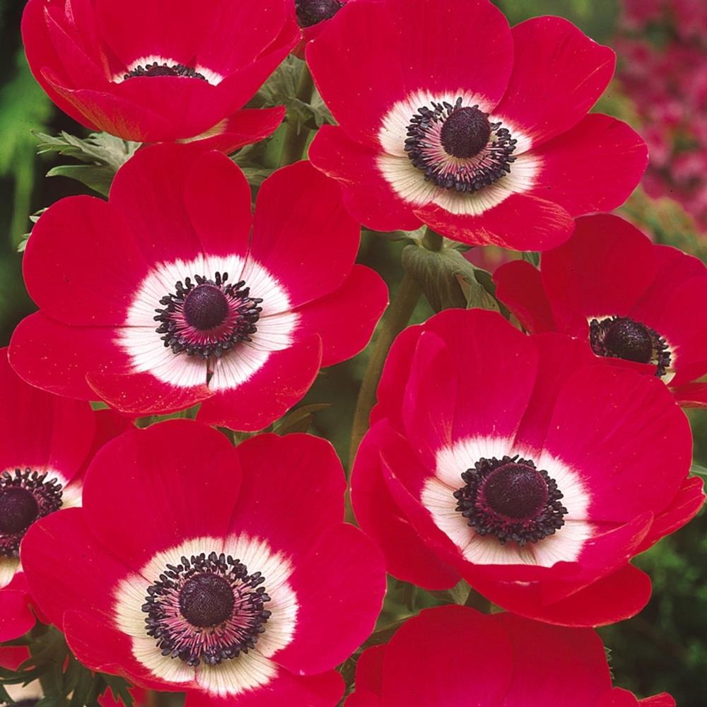 Anemone 'Hollandia' X50