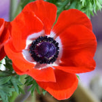 Anemone 'Hollandia' X50