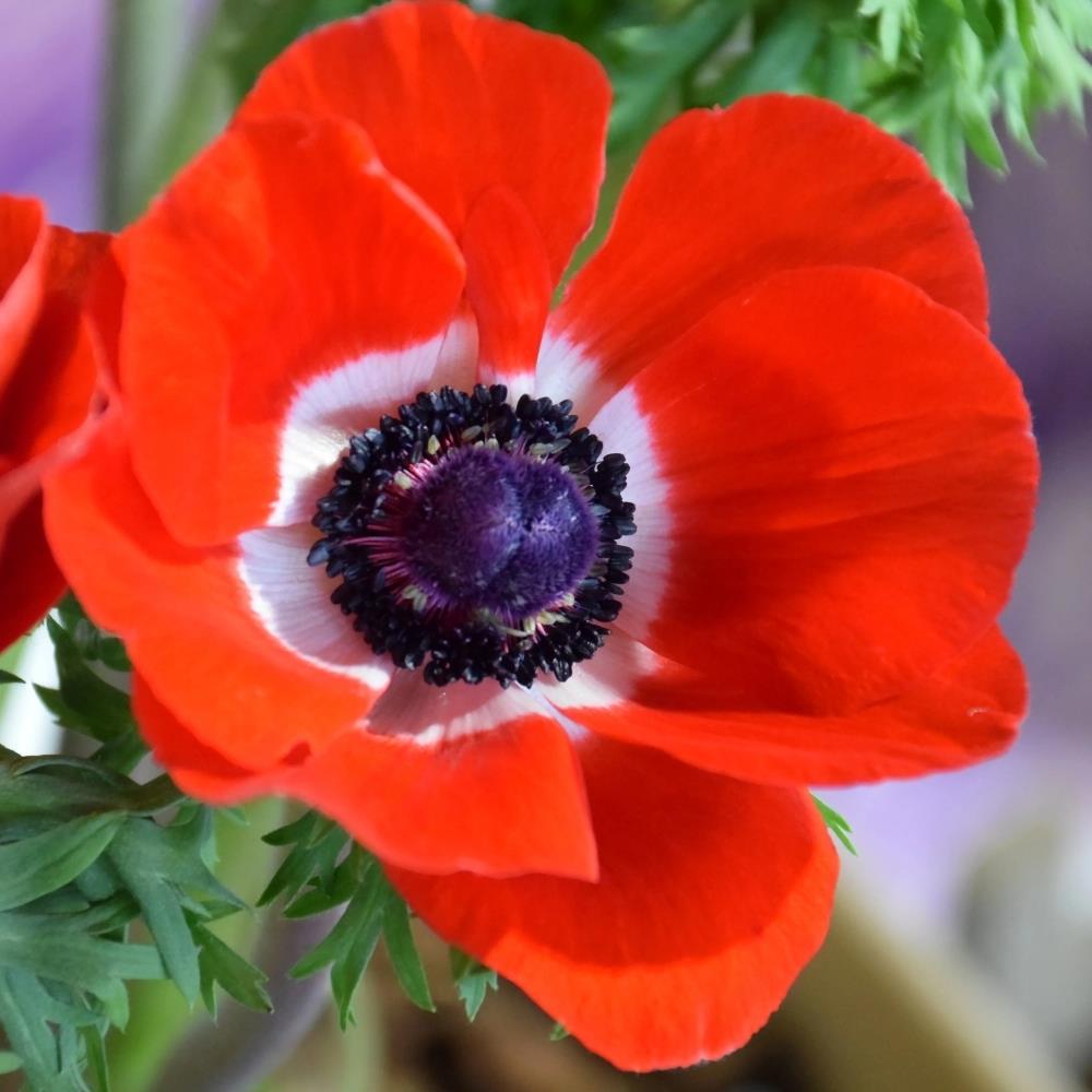 Anemone 'Hollandia' X50