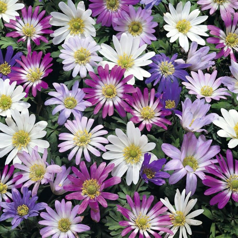 Anemone 'Blanda Mix'