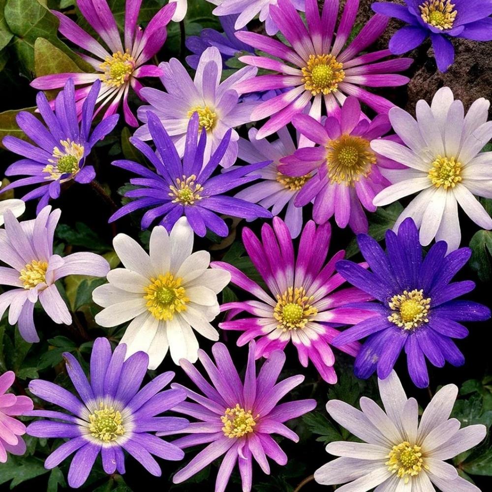 Anemone 'Blanda Mix'