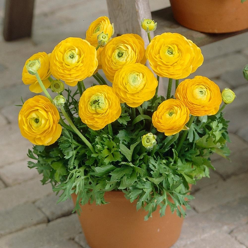 Ranunculus 'Yellow'