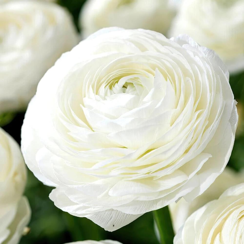 Ranunculus 'White' X25