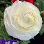 Ranunculus 'White' X25