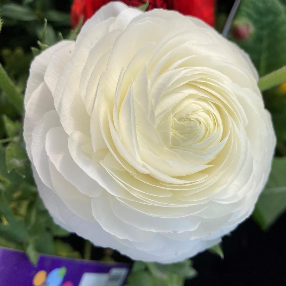 Ranunculus 'White' X25
